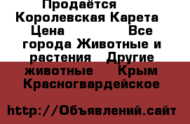 Продаётся!     Королевская Карета › Цена ­ 300 000 - Все города Животные и растения » Другие животные   . Крым,Красногвардейское